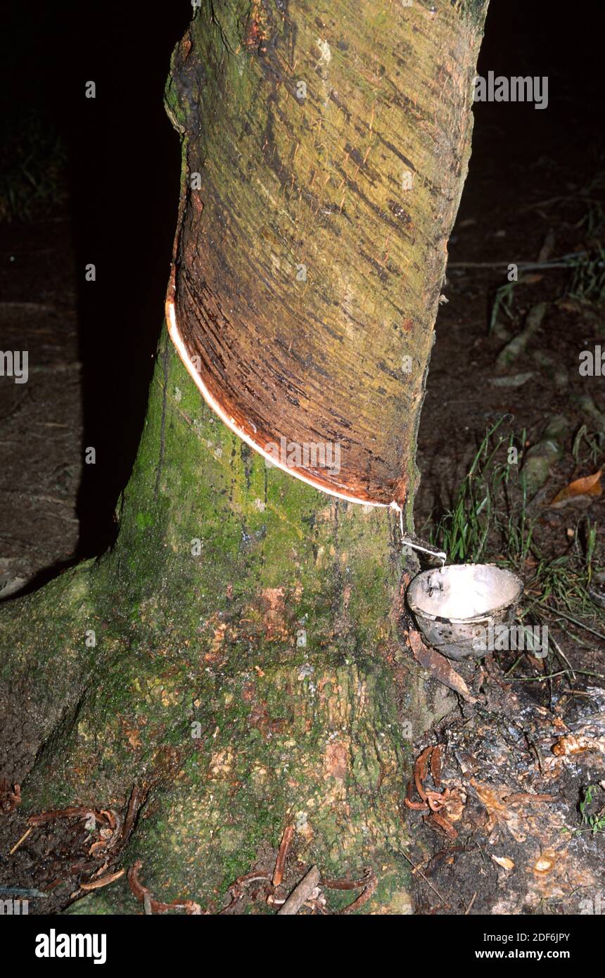 Where Does Latex Come From