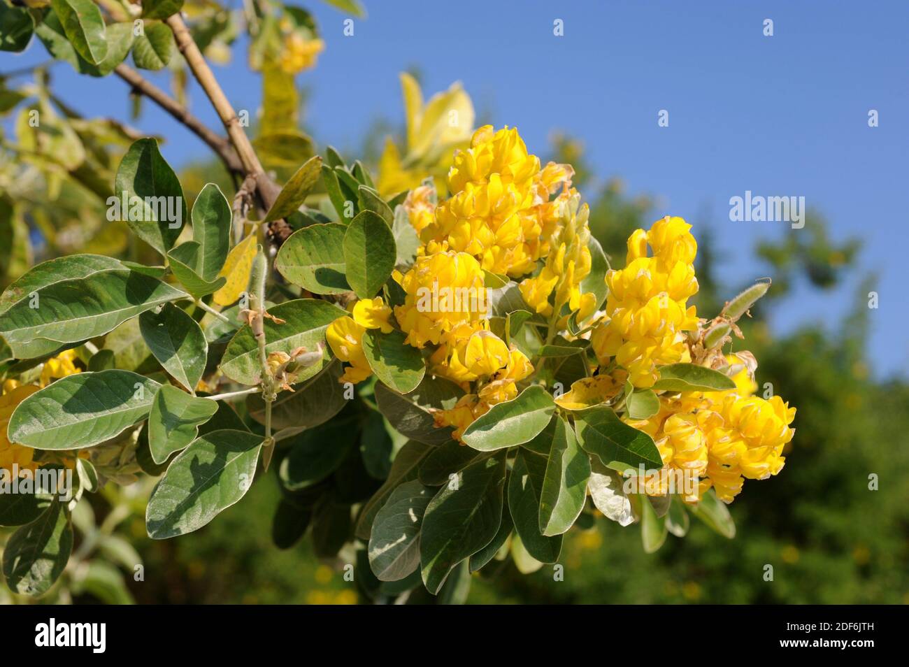 photo Moroccan Flowers Names https www alamy com moroccan broom or pineaple broom argyrocytisus battandieri is a shrub native to atlas mountins morocco flowers young fruits and leaves detail image387994449 html