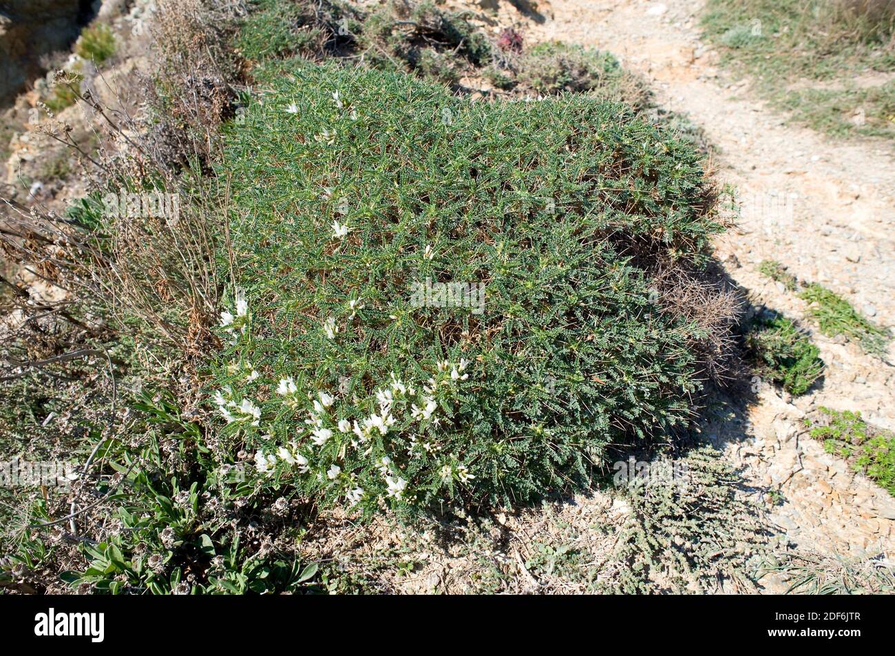 Coixinet de monja (Astragalus massiliensis or Astragalus tragacantha) is a cushion-like spiny shrub native to Mediterranean Basin (Catalonia, France, Stock Photo
