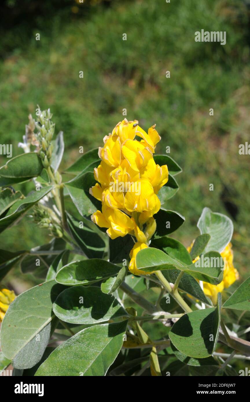 photo Moroccan Flowers Names https www alamy com moroccan broom or pineaple broom argyrocytisus battandieri is a shrub native to atlas mountins morocco flowers and leaves detail image387994467 html