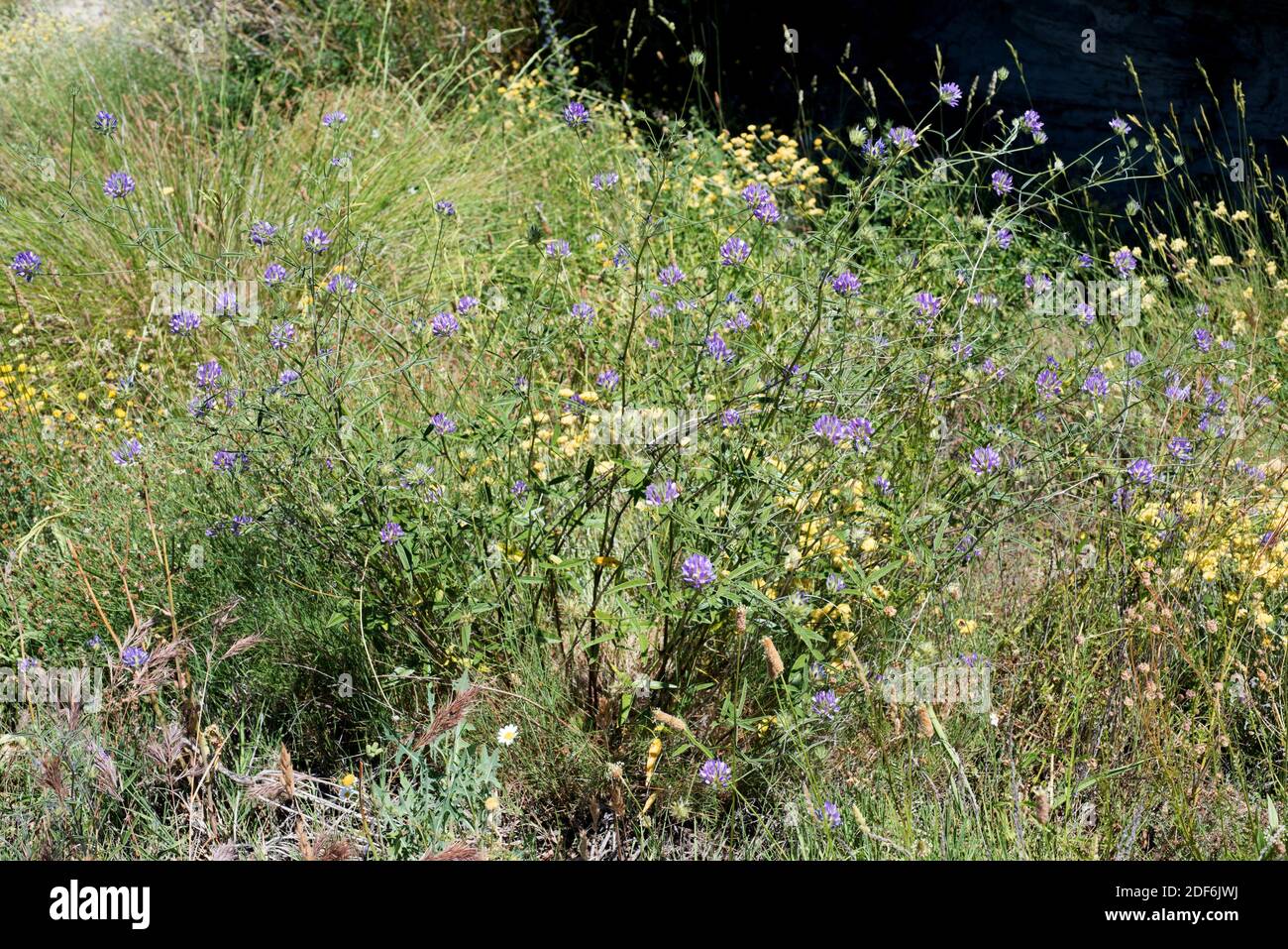 Arabian pea (Bituminaria bituminosa or Psoralea bitumonosa) is a perennial herb native to Mediterranean Basin. This photo was taken in Huesca Stock Photo