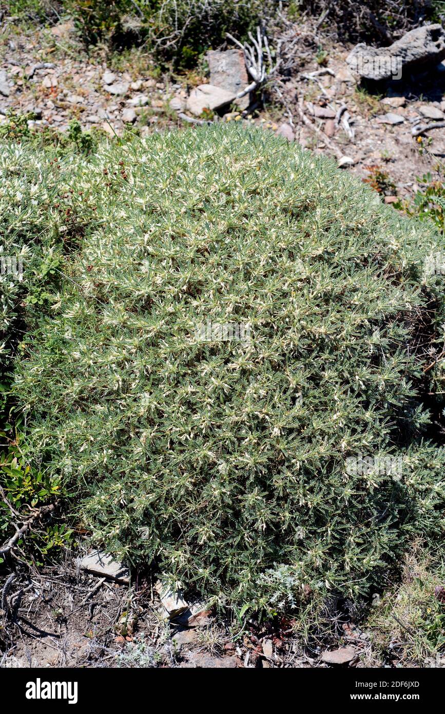 Coixinet de monja (Astragalus massiliensis or Astragalus tragacantha) is a cushion-like spiny shrub native to Mediterranean Basin (Catalonia, France, Stock Photo