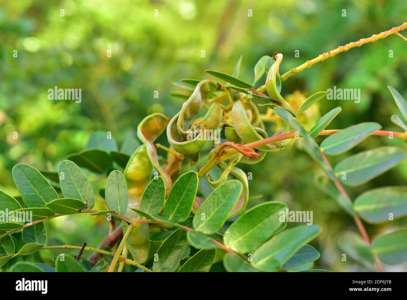Tara (Caesalpinia spinosa or Tara spinosa) is a medicinal tree native to  Peru. Fruits (legumes) and leaves detail Stock Photo - Alamy