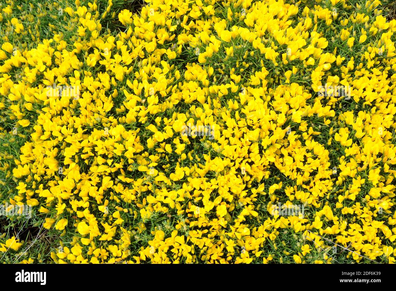 Horrible broom (Echinospartum horridum or Genista horrida) is a cushion-like thorny shrub endemic to Central Pyrenees and French Central Massif. This Stock Photo