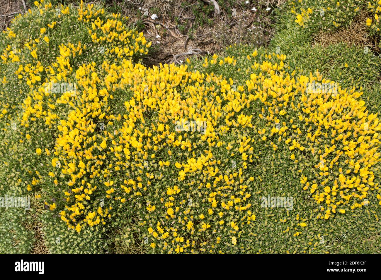 Horrible broom (Echinospartum horridum or Genista horrida) is a cushion-like thorny shrub endemic to Central Pyrenees and French Central Massif. This Stock Photo