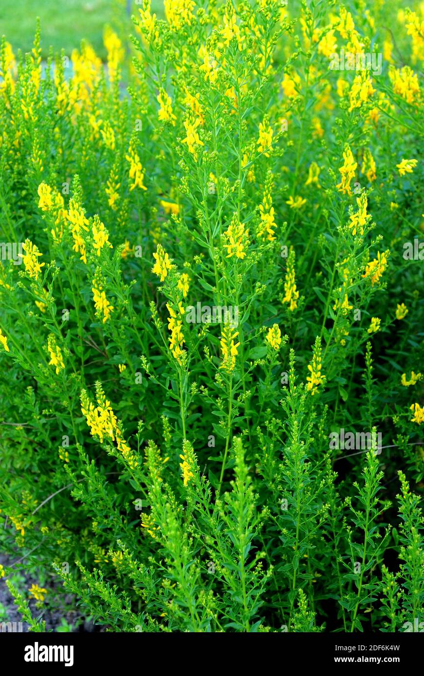 Dyer broom (Genista tinctoria) is a dyer and medicinal shrub native to Europe and Turkey. Stock Photo