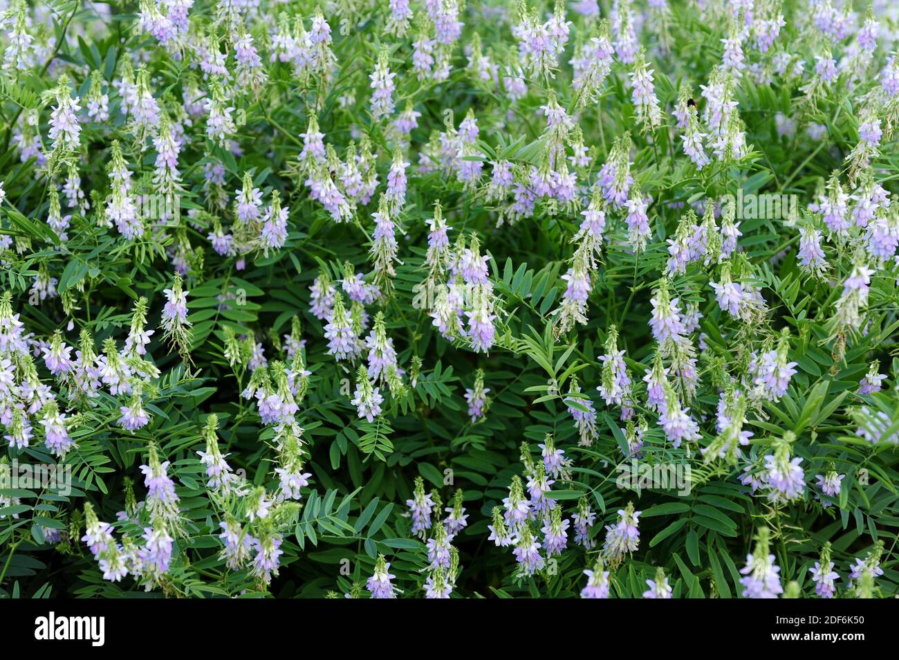 Goat rue (Galega officinalis) is a perennial herb native to Asia but naturalized in Europe. Stock Photo