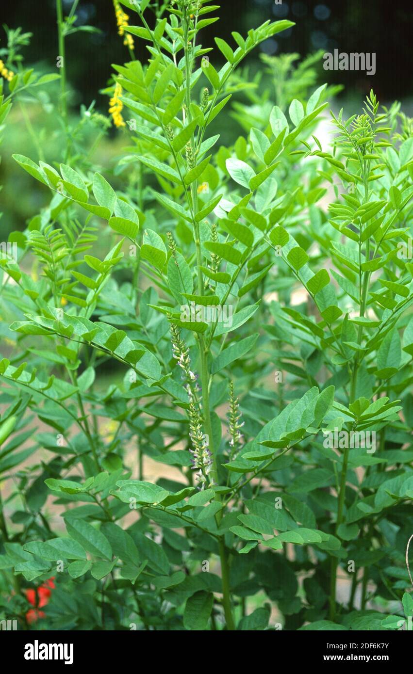 Liquorice licorice root glycyrrhiza hires stock photography and images