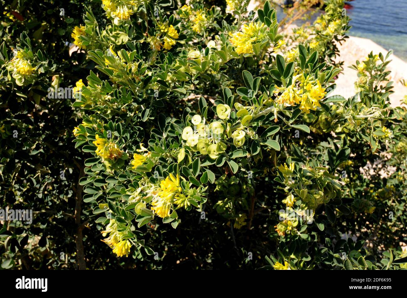 Alfalfa arborea (Medicago citrina or Medicago arborea citrina) is an endangered species of shrub endemic to Columbrets Islands and some Balearic Stock Photo