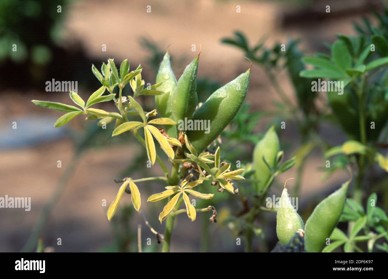 White lupin (Lupinus albus) is an annual plant native to eastern