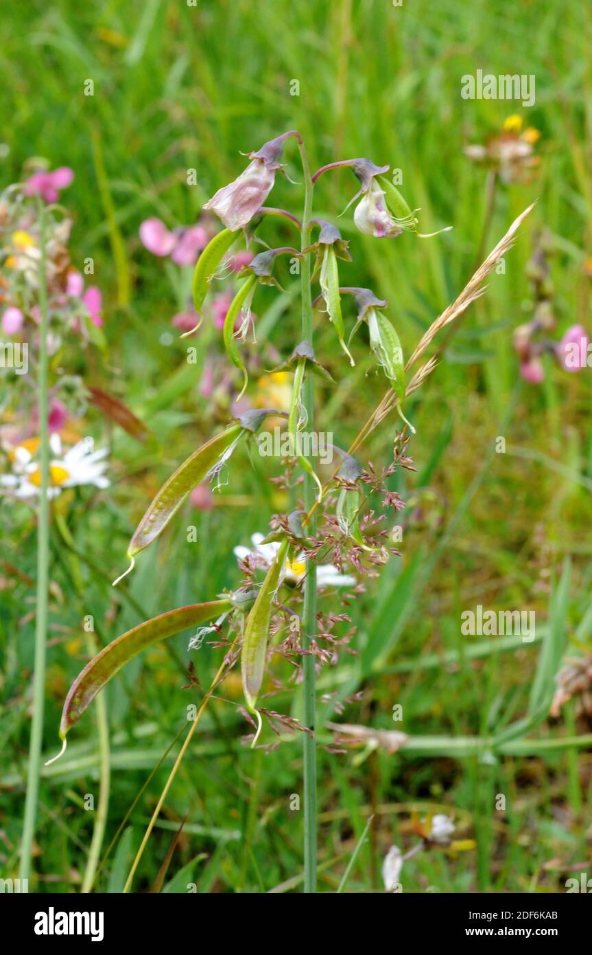Perennial pea or perennial peavine (Lathyrus latifolius) is a perennial