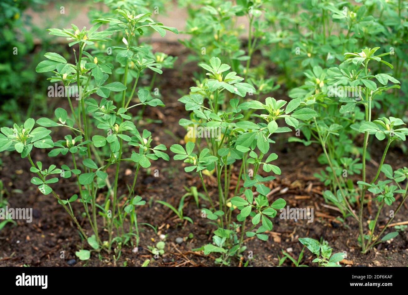 White lupin (Lupinus albus) is an annual plant native to eastern