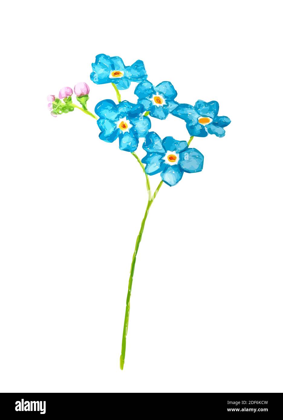 me not flower isolated on white background. Blue and pink bloom