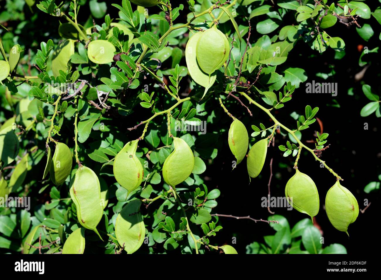 Elephant hedge bean tree or forest boerbean (Schotia latifolia) is a