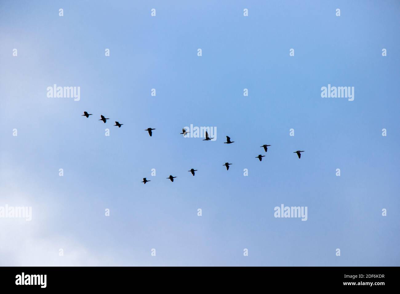Bird flying in the sky background, cloudy sky Stock Photo - Alamy