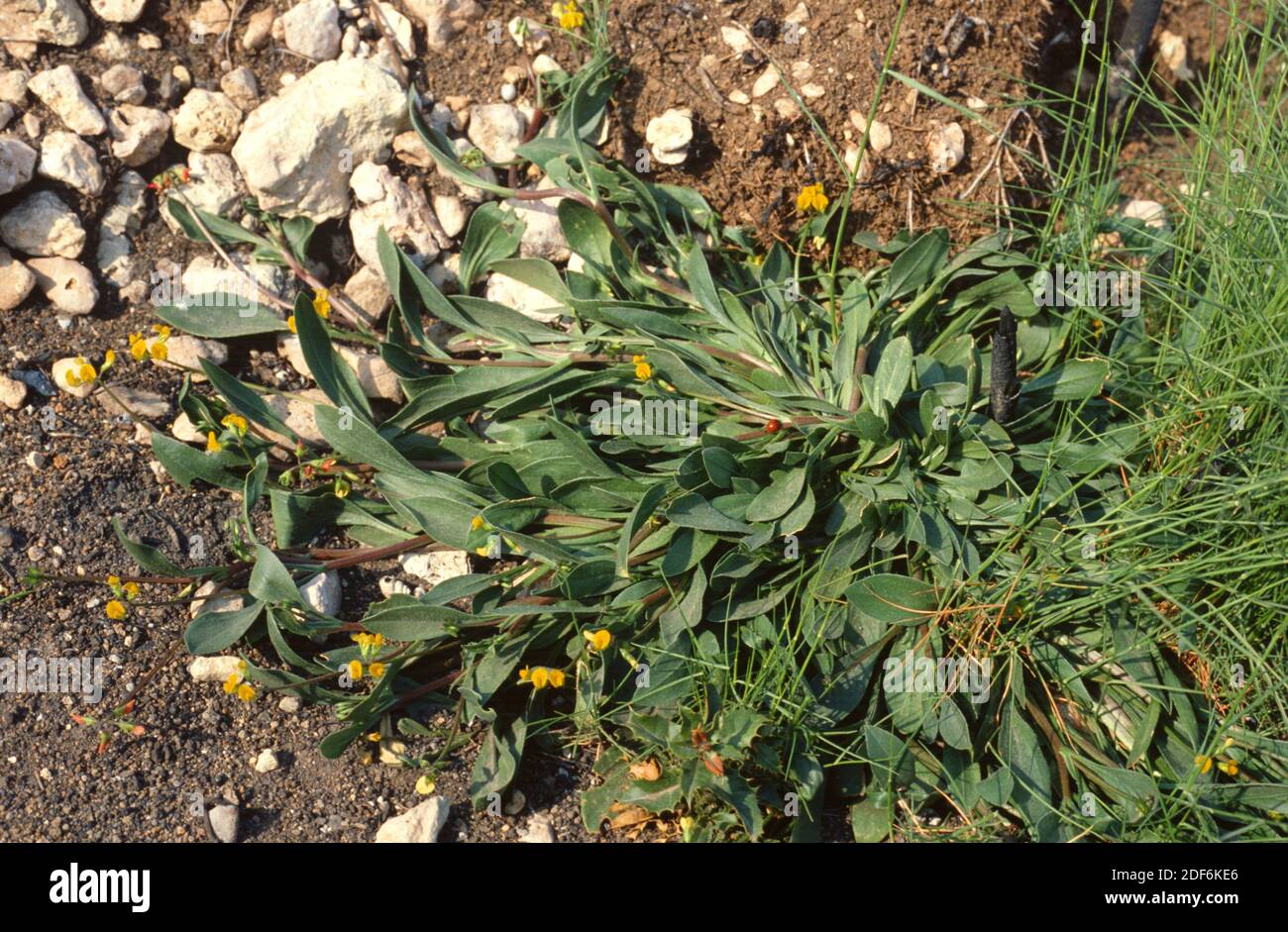Caterpillar plant (Scorpiurus muricatus) is an annual herb native to