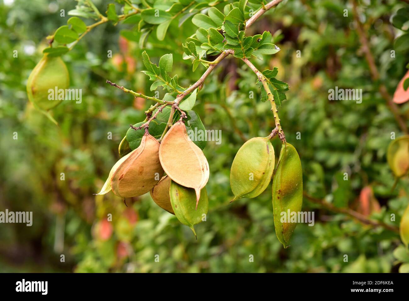 Elephant hedge bean tree or forest boerbean (Schotia latifolia) is a