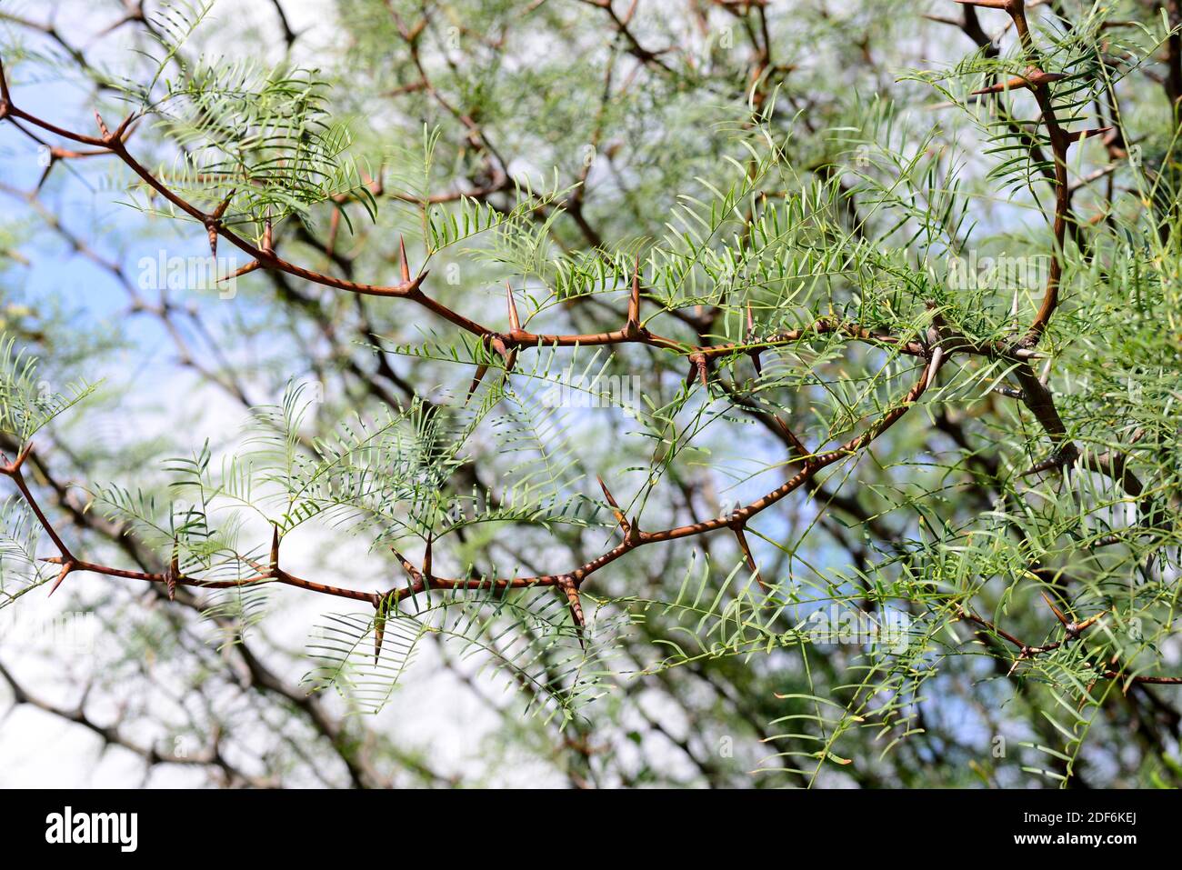 Tamarugo (Prosopis tamarugo) is a spiny tree endemic to northern Chile. Stock Photo