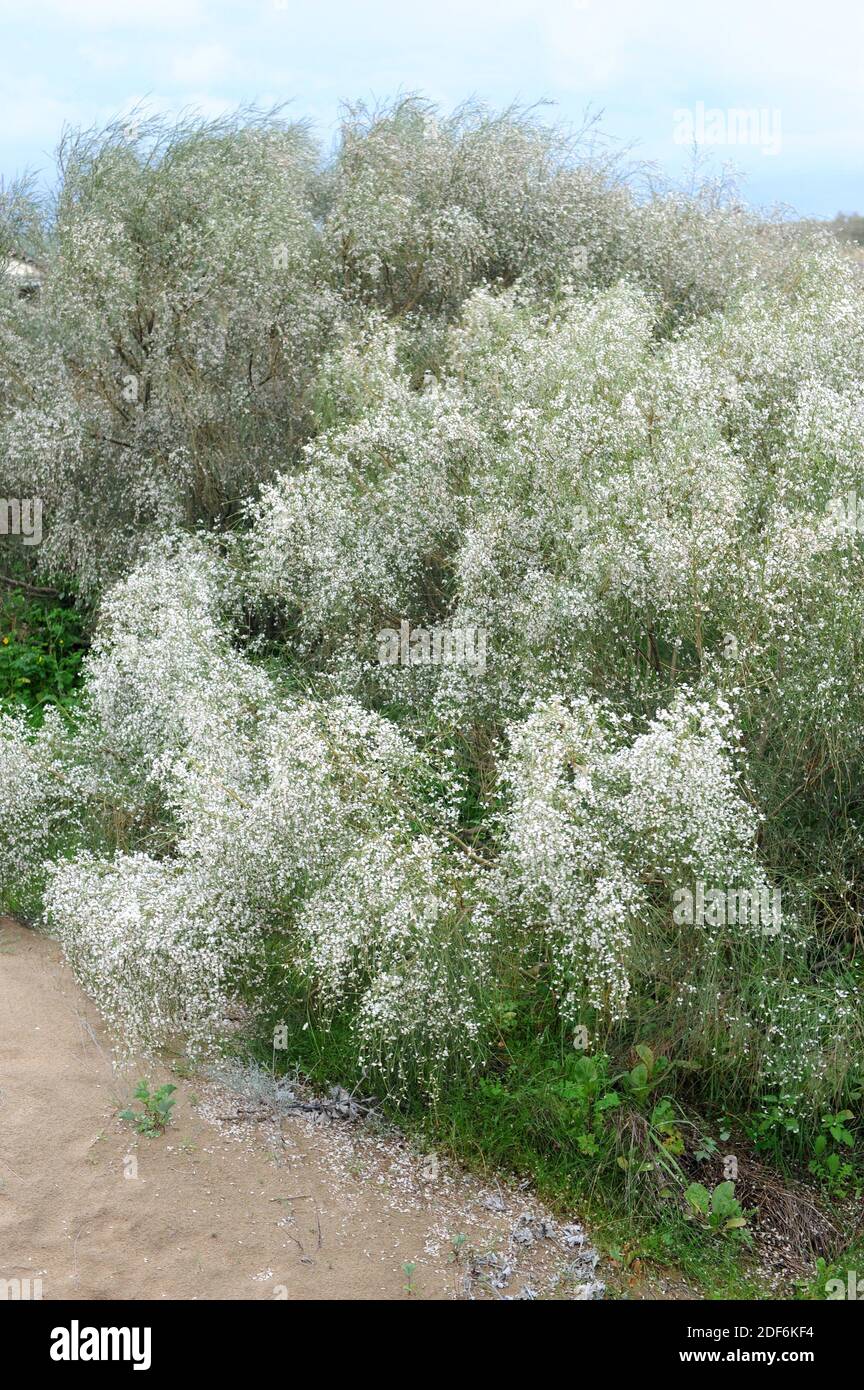 Bridal broom (Retama monosperma, Lygos monosperma or Genista monosperma