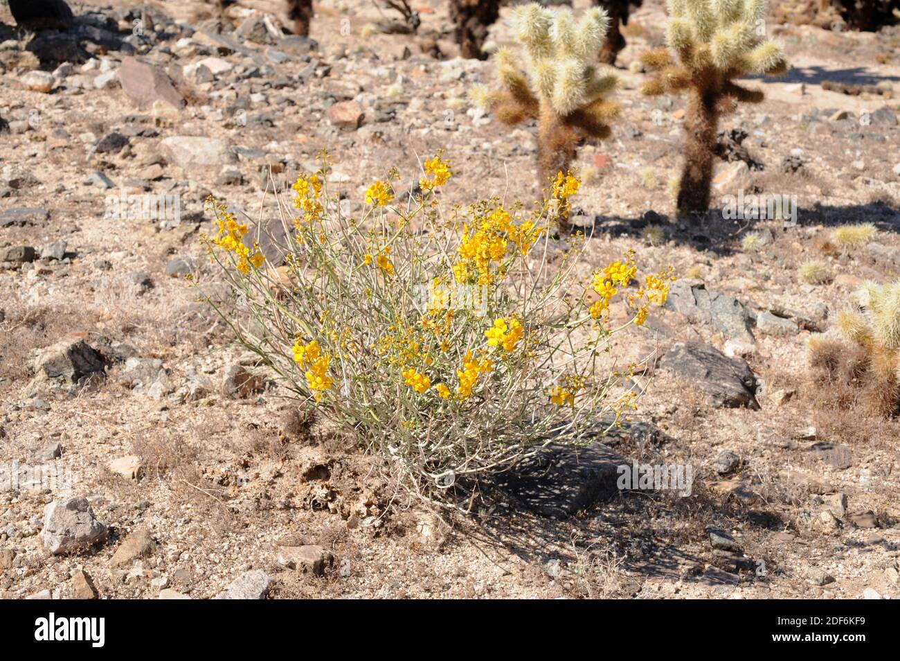 Desert senna or spiny senna (Senna armata or Cassia armata) is a shrub native to southwestern