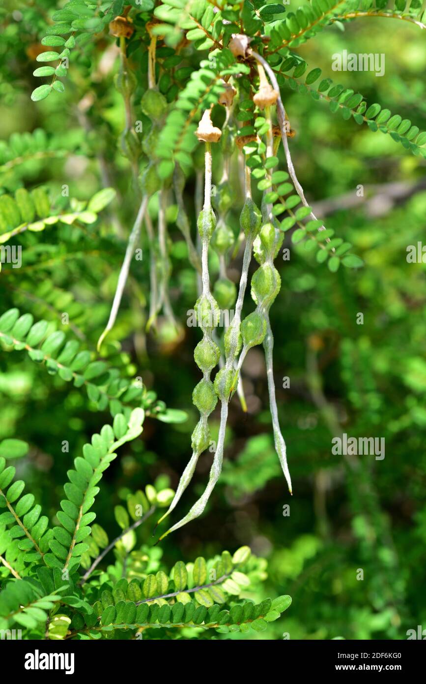 Toromiro (Sophora toromiro) is a tree endemic to Easter Island but extinct in the wild. Fruits and leaves detail. Stock Photo