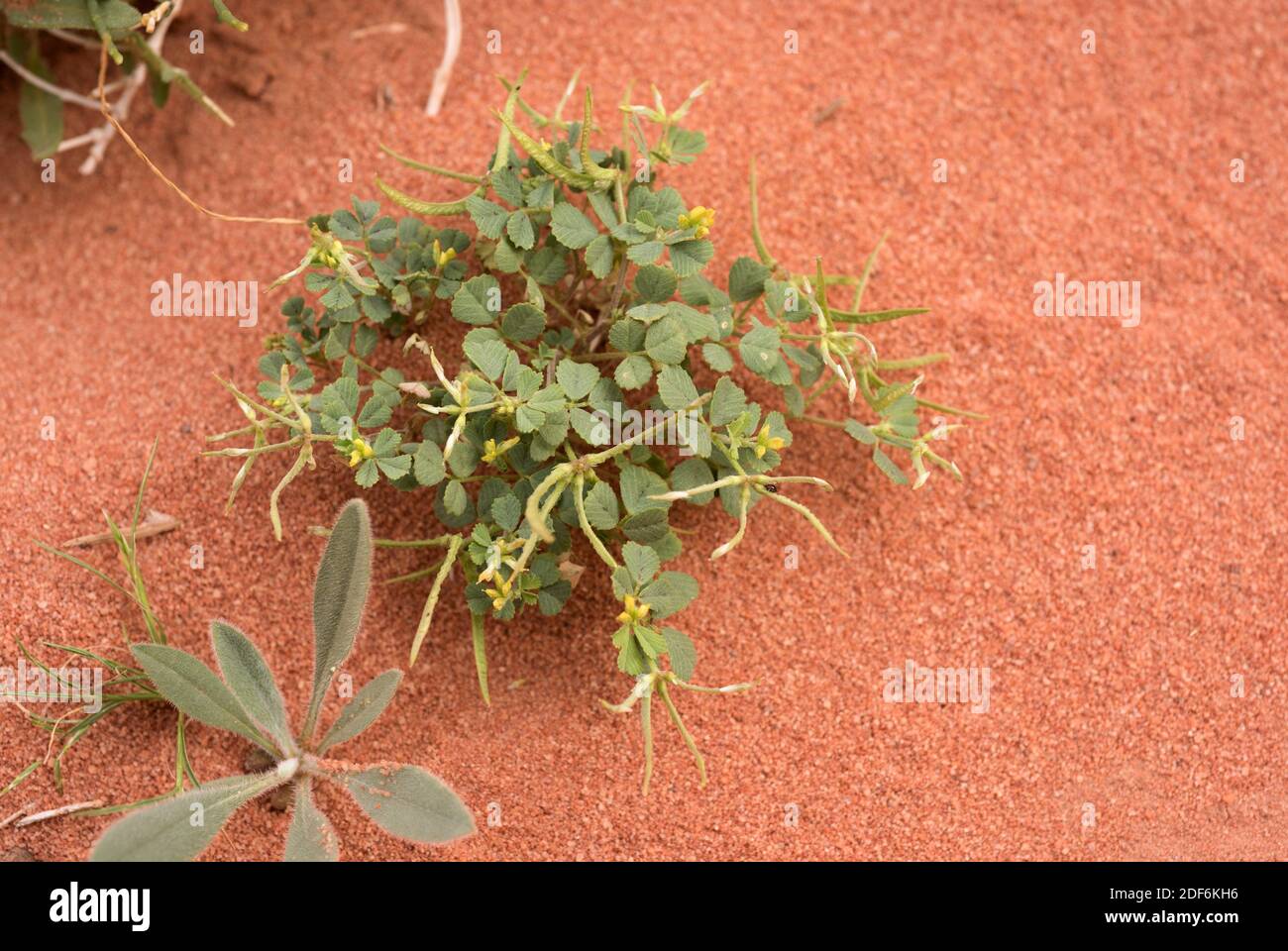 Star fenugreek (Trigonella stellata) is an annual herb native to north Africa, western Asia and Spain. This photo was taken in Wadi Rum Desert, Stock Photo
