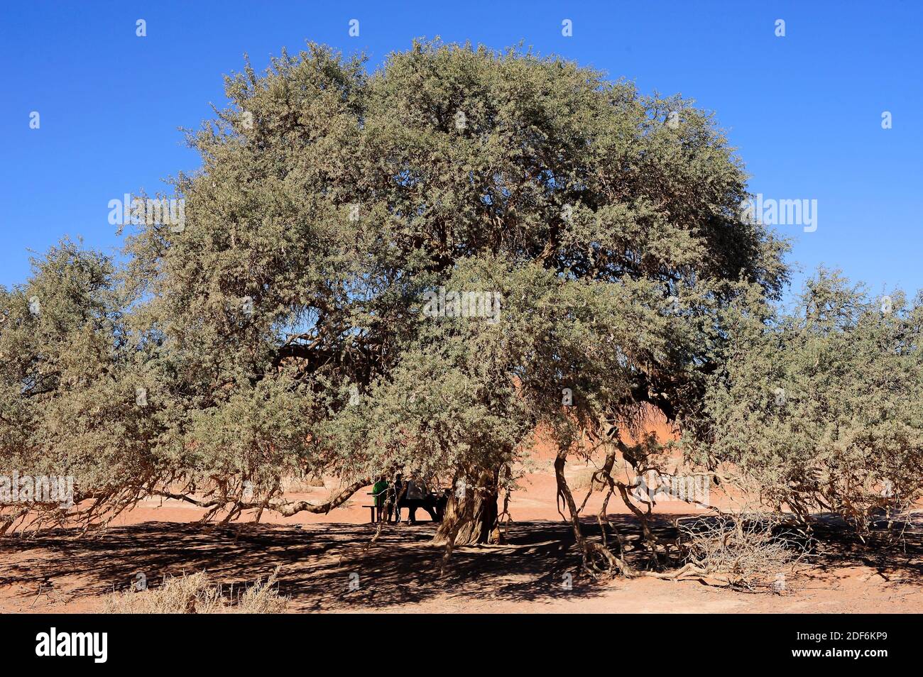 File:Babur Tree (name In Wikimedia Commons, 48% OFF