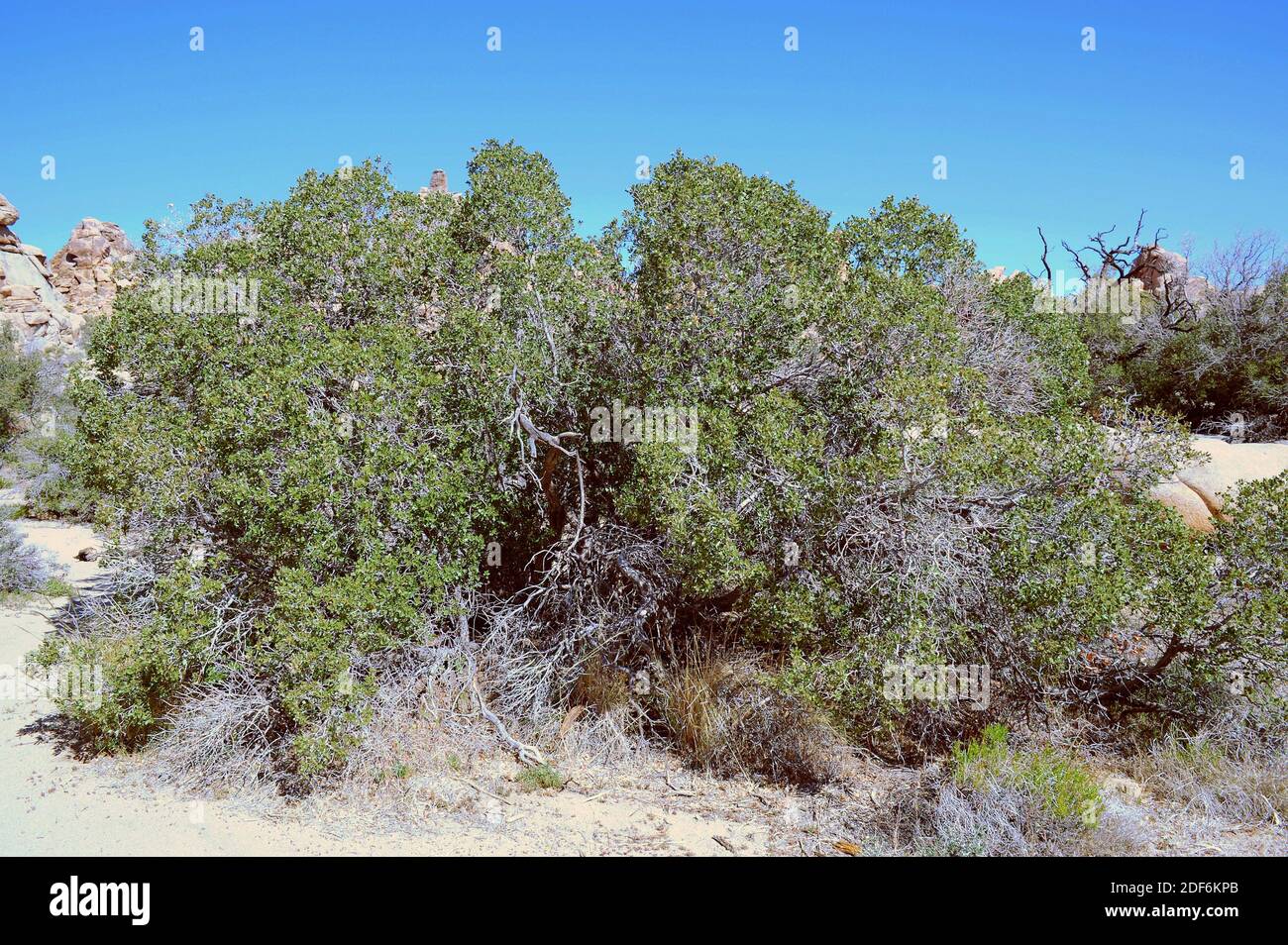 Grey shrub oak, shrub live oak or Turbinella oak (Quercus turbinella