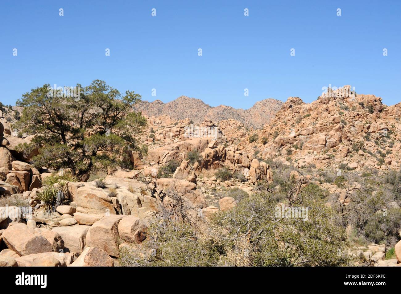 Grey shrub oak, shrub live oak or Turbinella oak (Quercus turbinella
