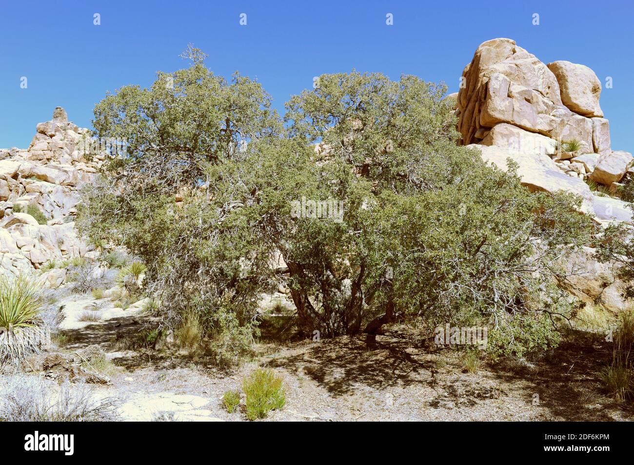 Grey shrub oak, shrub live oak or Turbinella oak (Quercus turbinella