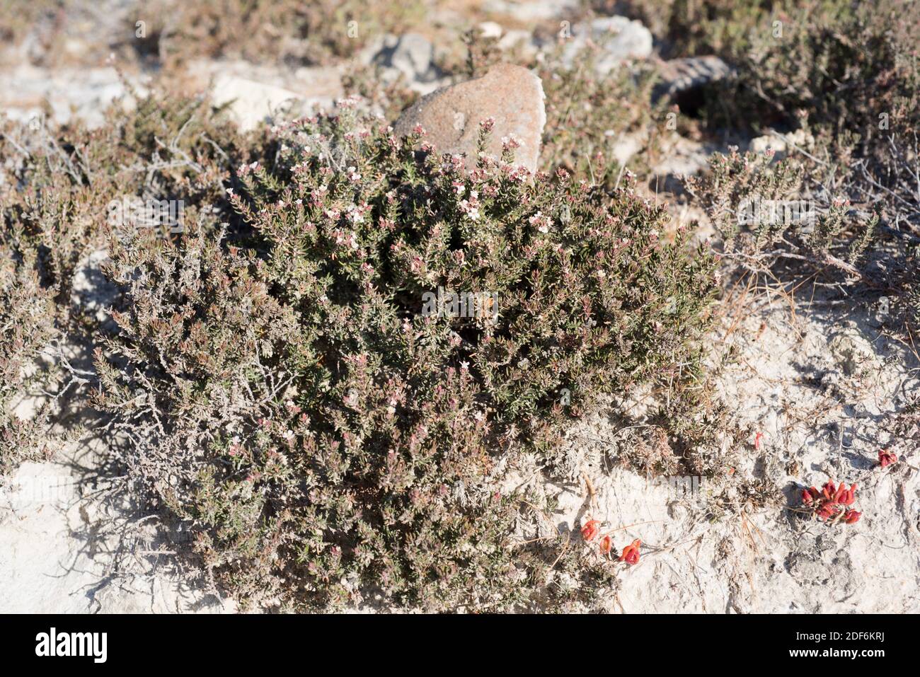 Sapero Tree Plant native to southeastern africa hi-res stock photography and images ...