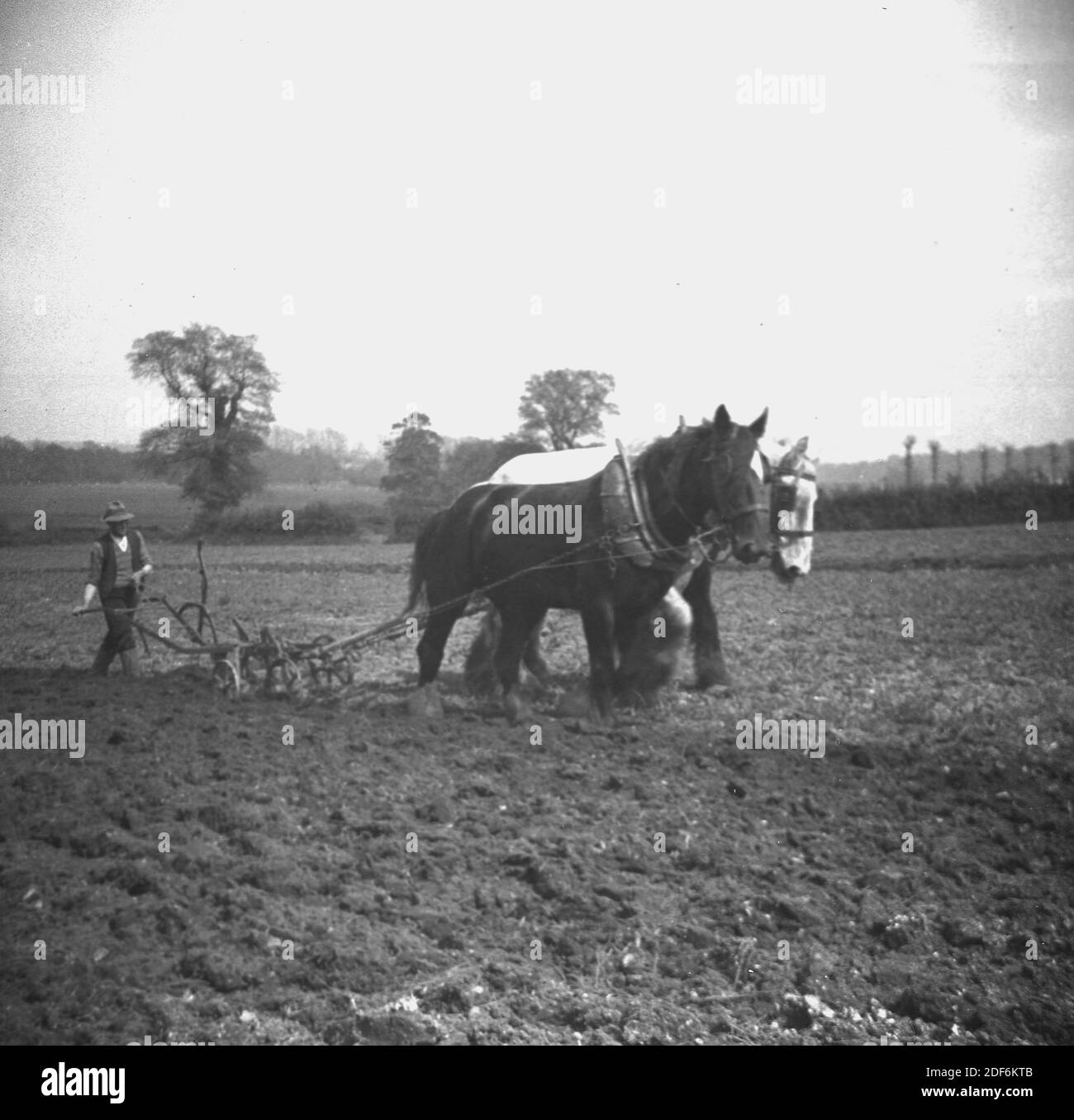 1940s, historical, a farmer in field steering a plough being pulled by two shire horses England, UK. Before mechanisation, this was the traditional method of ploughing or turning the soil in a field for new planting but was intensive manual work. The use of horses rather than the original oxen meant more acres of land could be ploughed per day as the horses were faster. An amazing farm tool, the plough has been used for around 4,000 years and while there have been some improvements, the basic technology has remained the same, that of cutting a long slice of soil and  turning it upside down. Stock Photo