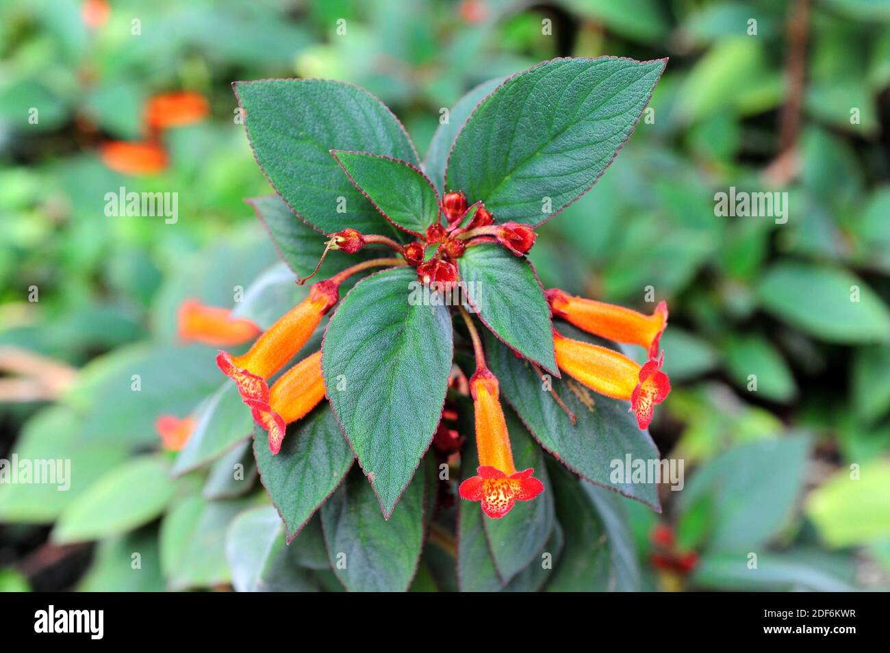 Red trumpet flower hires stock photography and images Alamy