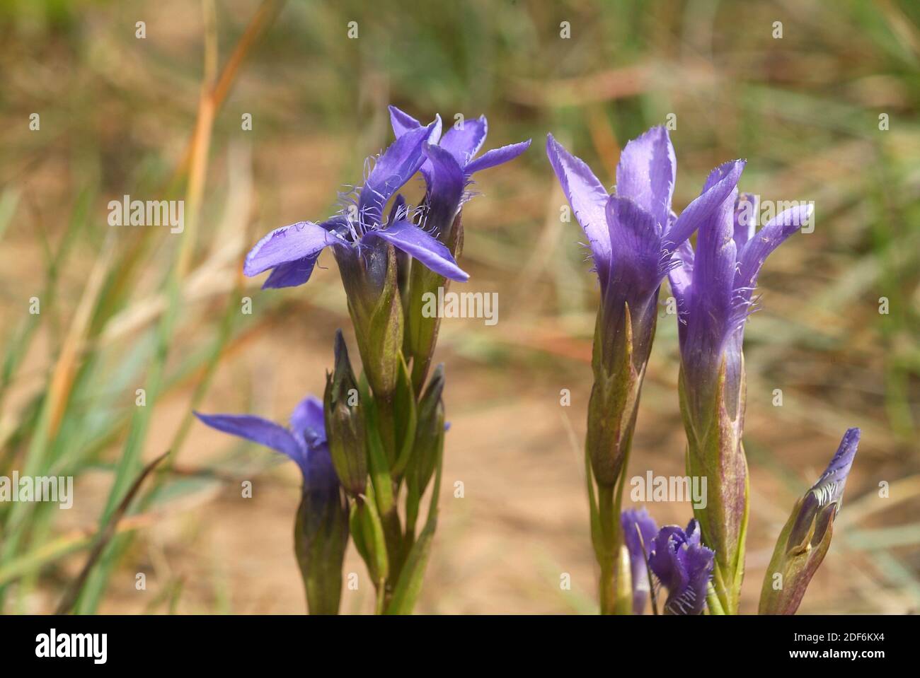 Fringed gentian (Gentianopsis ciliata) is a biennial or perennial herb native to central Europe and south Europe mountains. Stock Photo