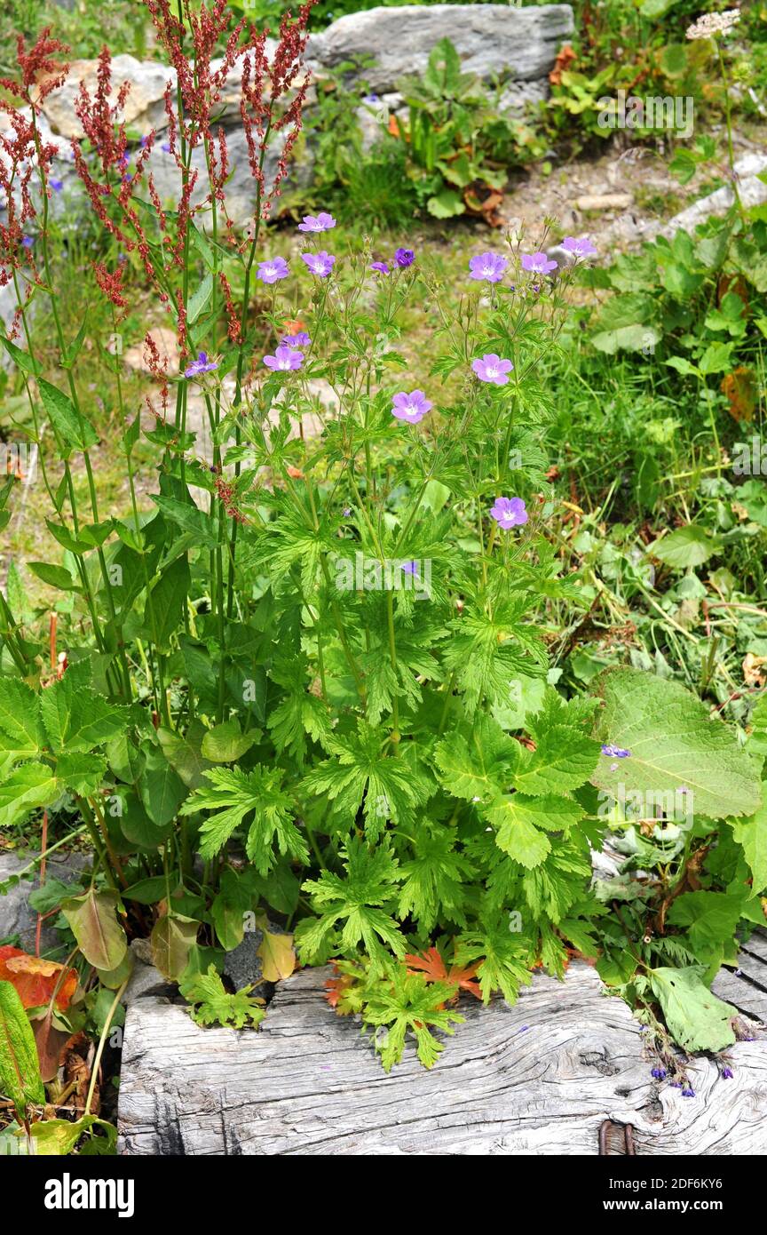 Wood cranesbill or woodland geranium (Geranium sylvaticum) is a perennial herb native to Europe, central, north and southern mountains. This photo Stock Photo