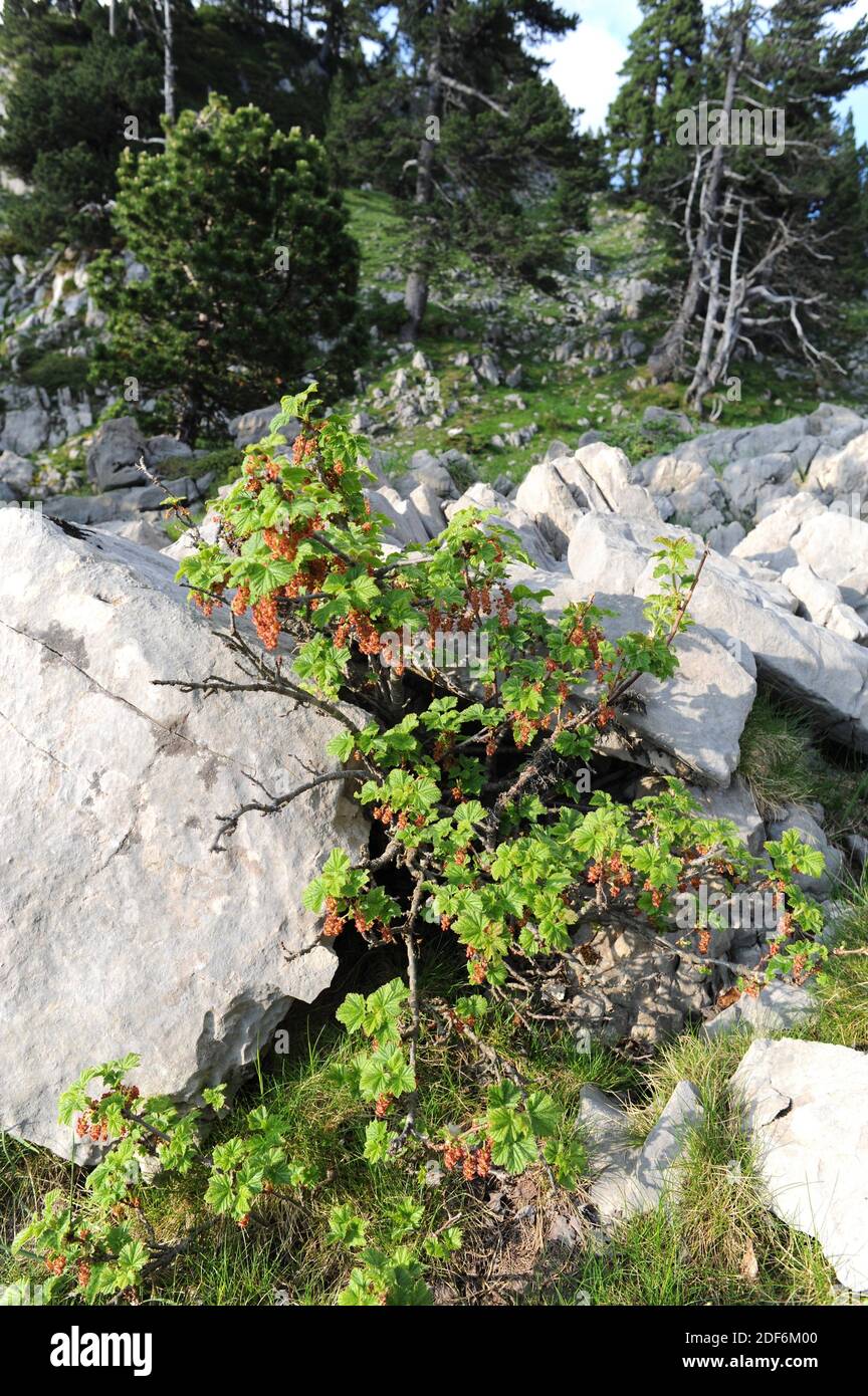 Currant or rock red currant (Ribes petraeum) is an unarmed shrub native to center, south Europe and north Africa mountains. This photo was taken in Stock Photo