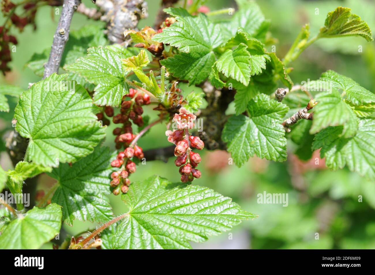 Currant or rock red currant (Ribes petraeum) is an unarmed shrub native to center, south Europe and north Africa mountains. Flowers and leaves Stock Photo