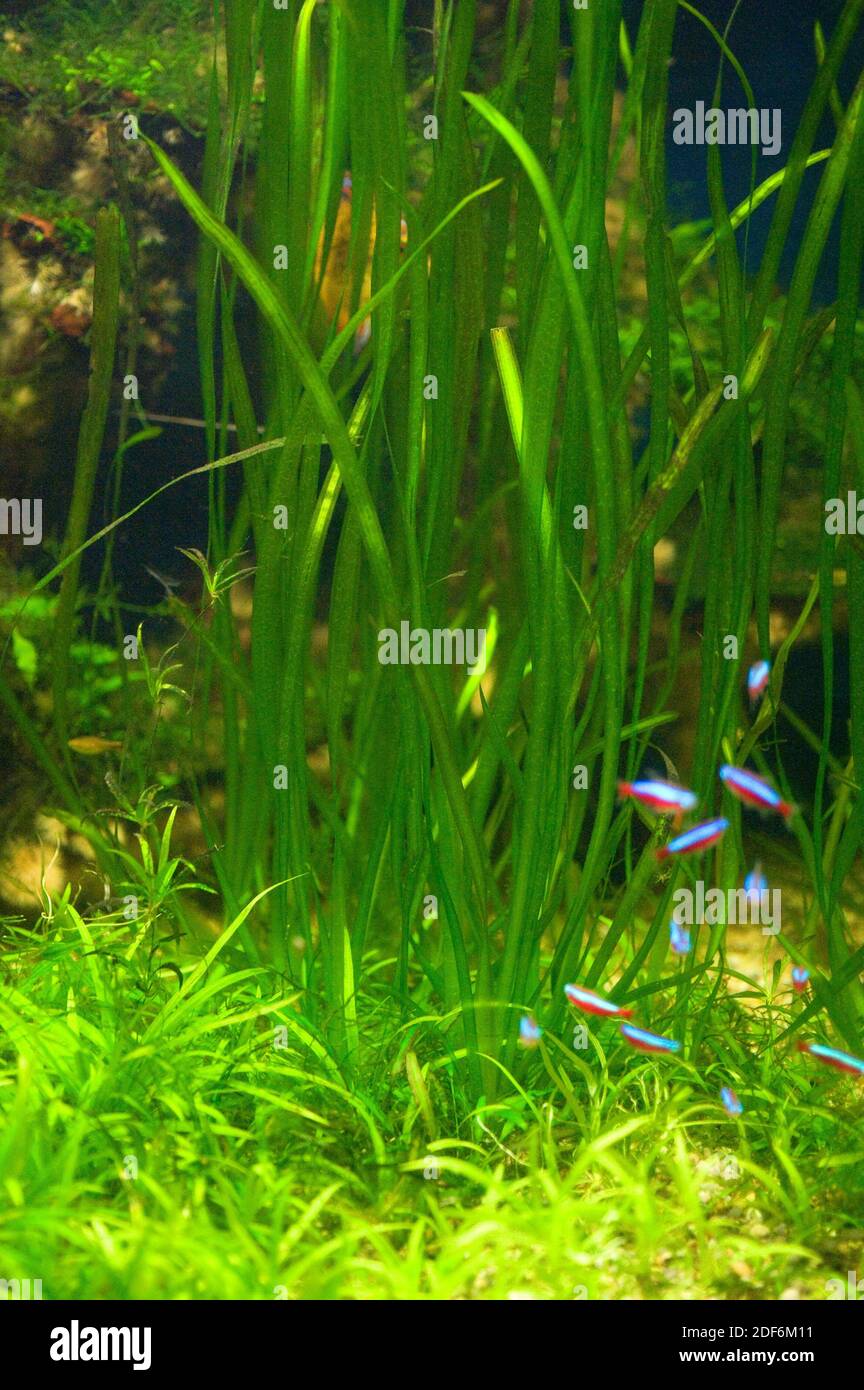 Eel gras or straight vallis (Vallisneria spiralis) is an aquatic plant common in aquariums. Stock Photo