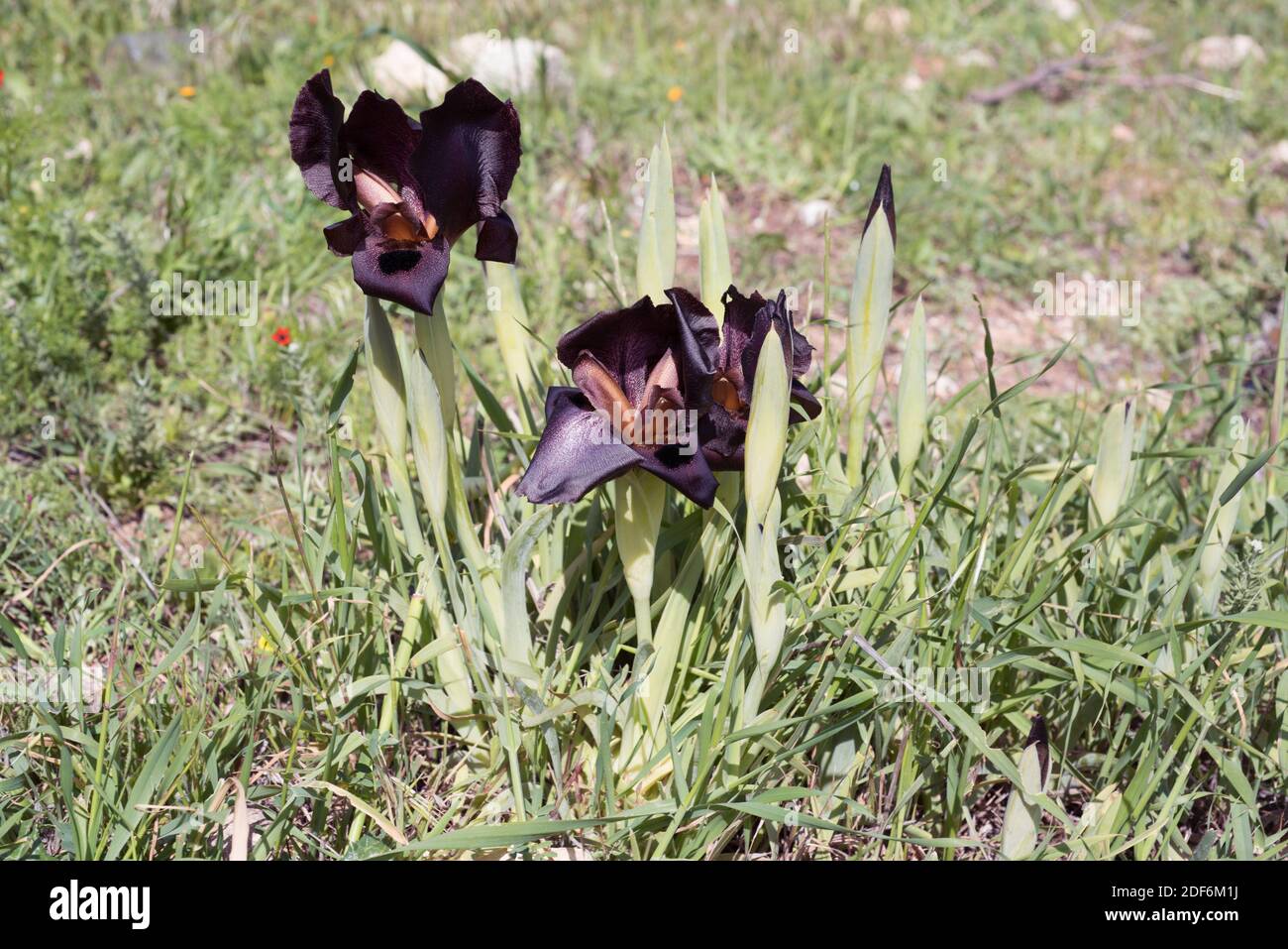 Jordan iris (Iris nigricans) is an endemic plant native to Jordan. It