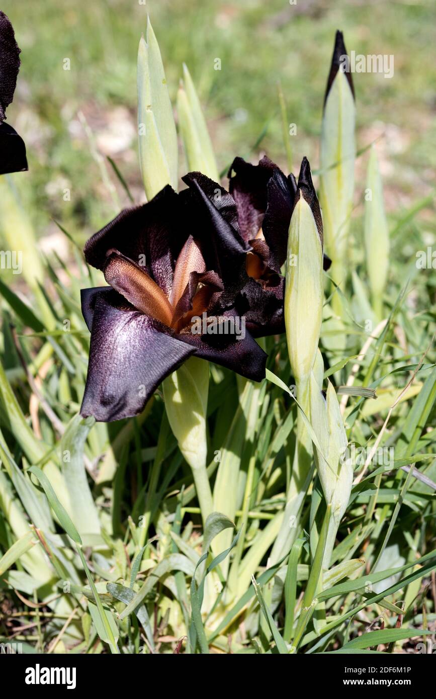 Jordan iris (Iris nigricans) is an endemic plant native to Jordan. It