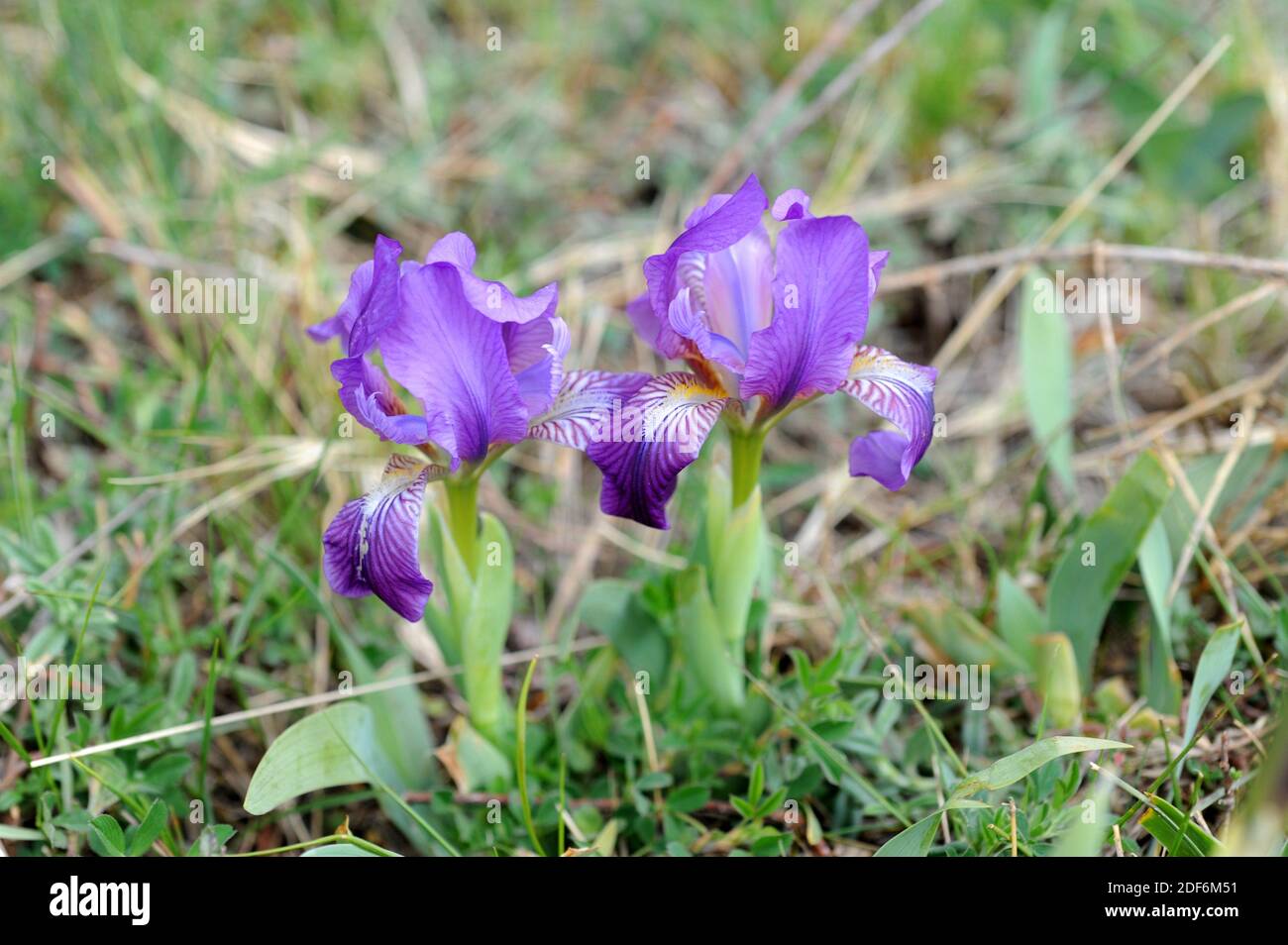 Pygmy iris (Iris pumila) is a perennial plant native to eastern Europe