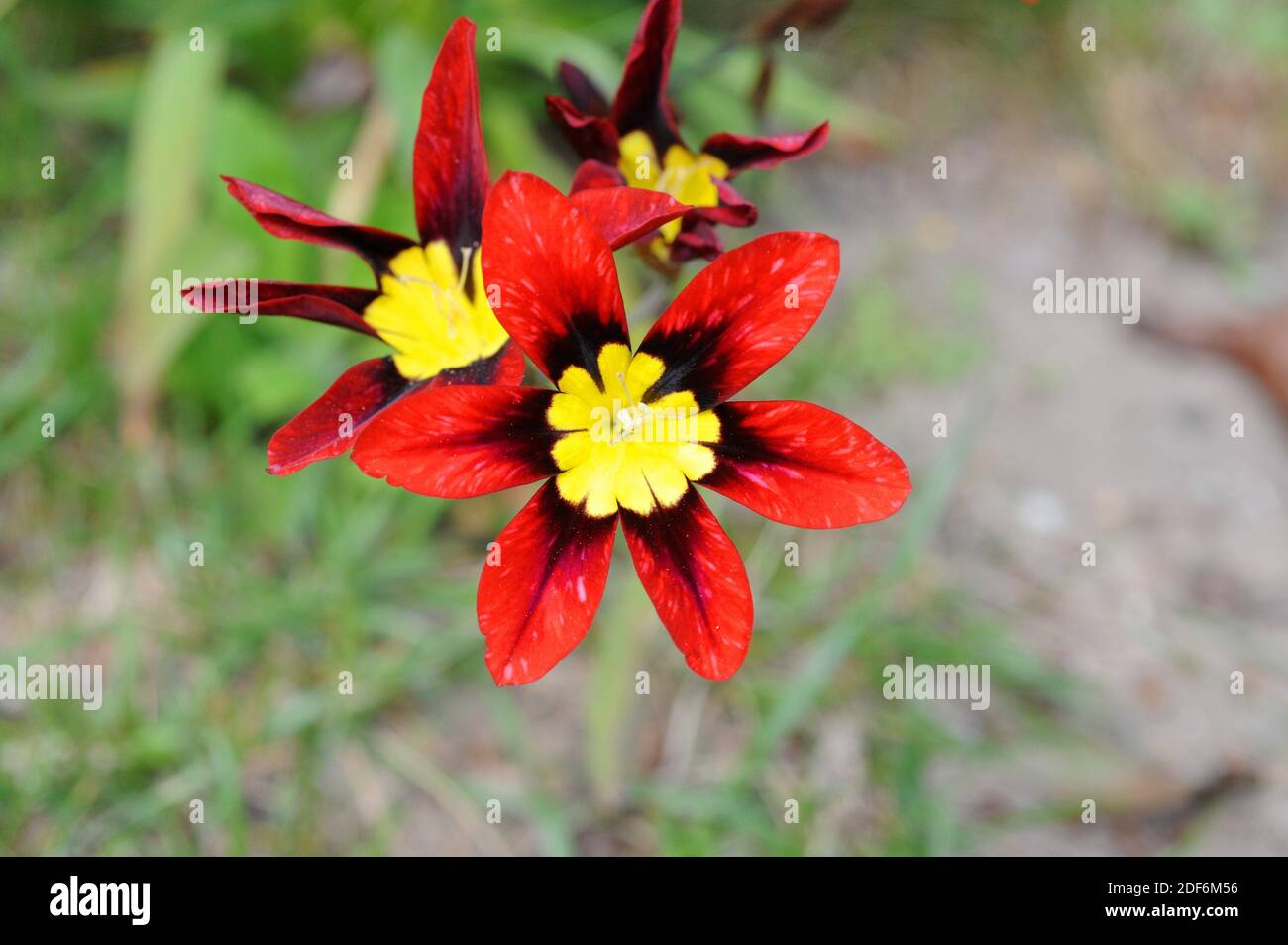 Harlequin flower or wandflower (Sparaxis tricolor) is an ornamental plant native to South Africa. Stock Photo