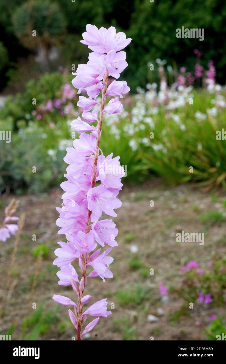 Fragrant bugle lily (Watsonia marginata) is an ornamental plant native to South Africa. Stock Photo