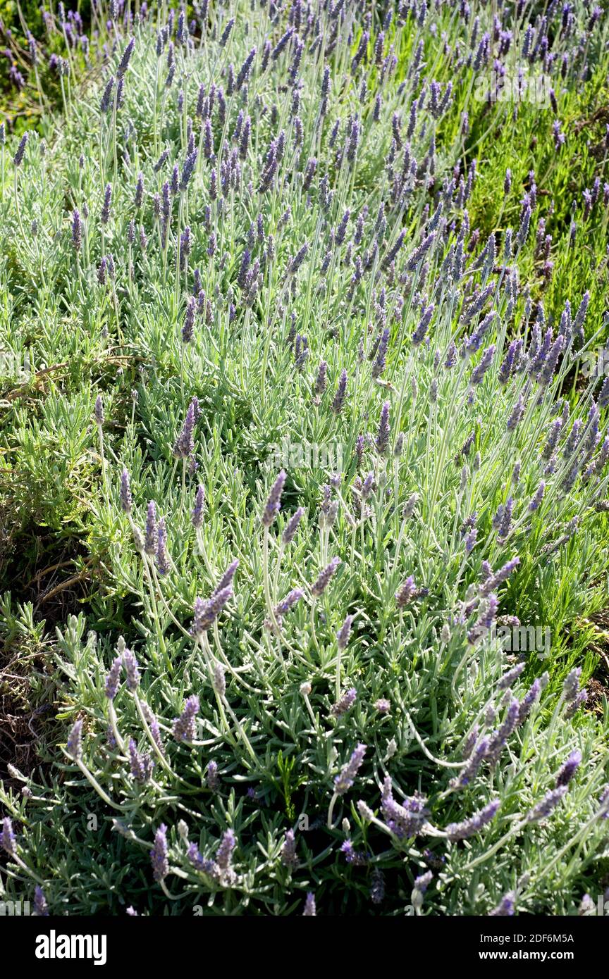 Fringed lavender (Lavandula dentata) is a perennial plant native to western Mediterranean Basin, Canary Islands, Madeira and south western Asia. Stock Photo