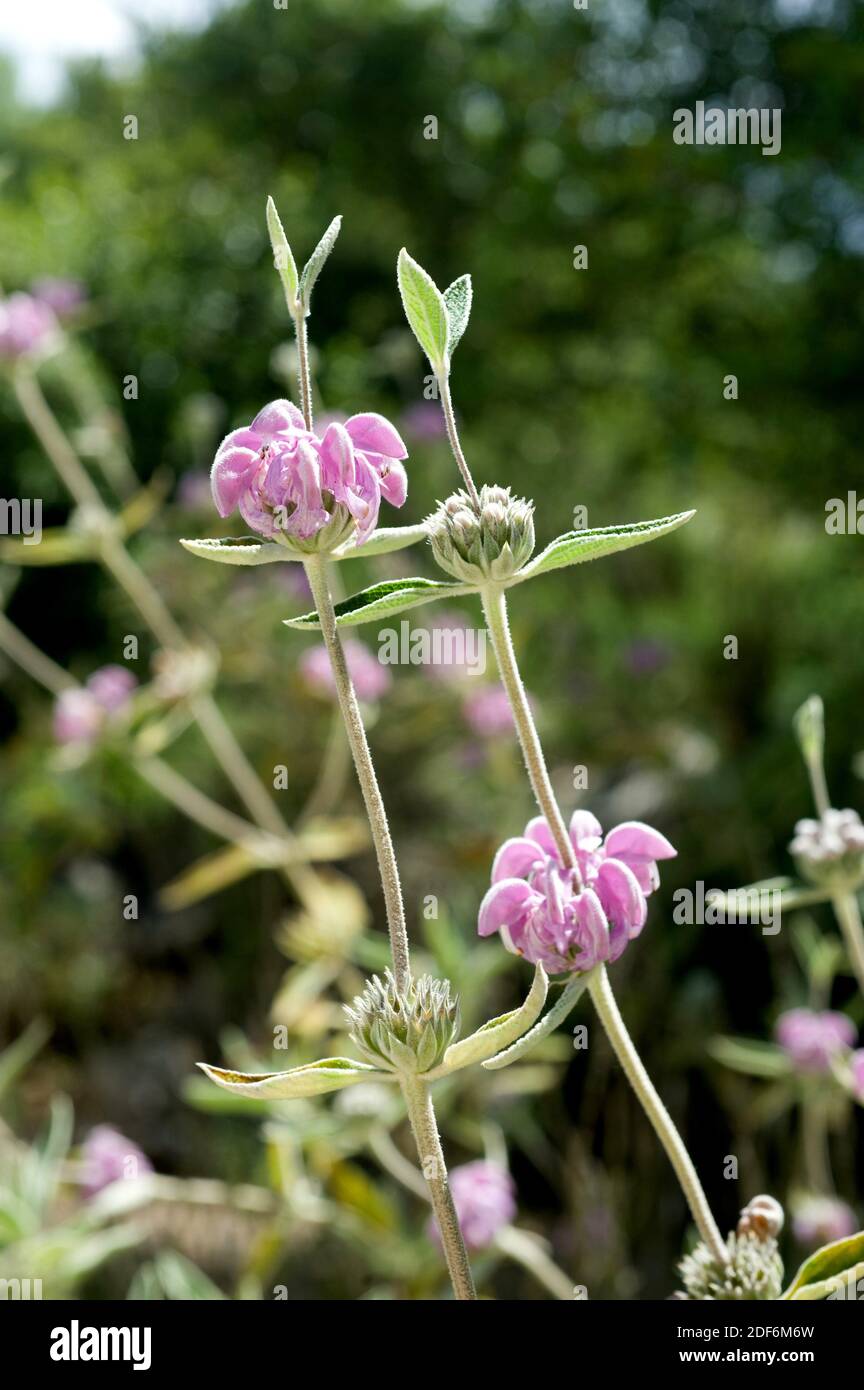 Matagallo (Phlomis purpurea) is a shrub native to south Iberian Peninsula and north Africa. Flowers detail. Stock Photo