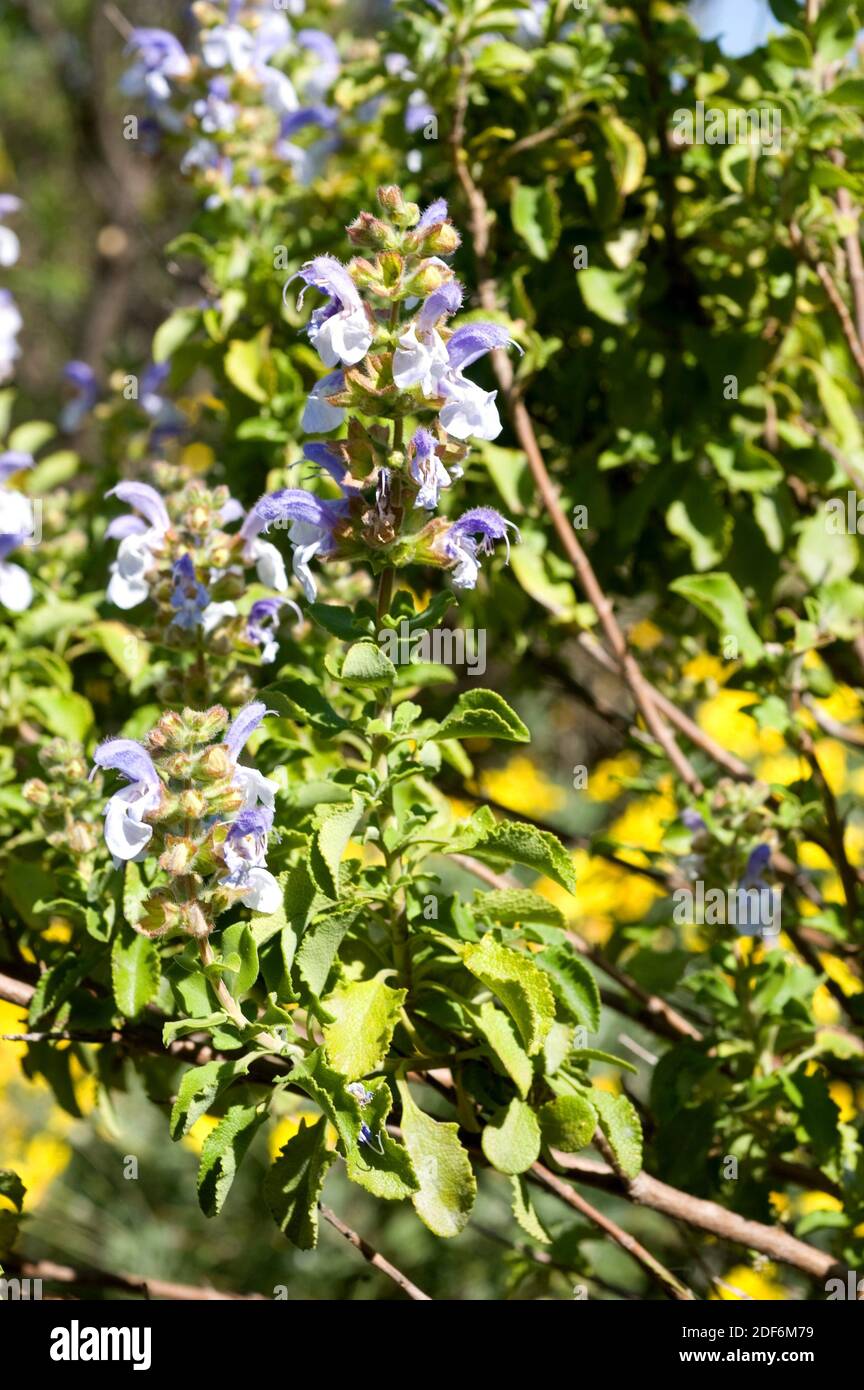 African sage or blue sage (Salvia africana-caerulea) is an aromatic shrub native to southern Africa. Stock Photo