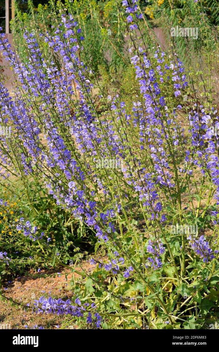 North African sage or Spanish sage (Salvia barrelieri) is a perennial herb native to north Africa and southwestern Spain. This photo was taken in Stock Photo