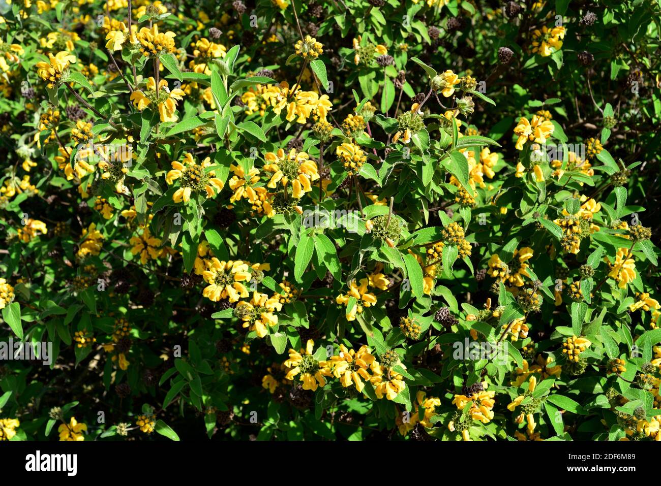 Cyprus sage (Phlomis cypria) is an endangered shrub endemic to Cyprus. Stock Photo