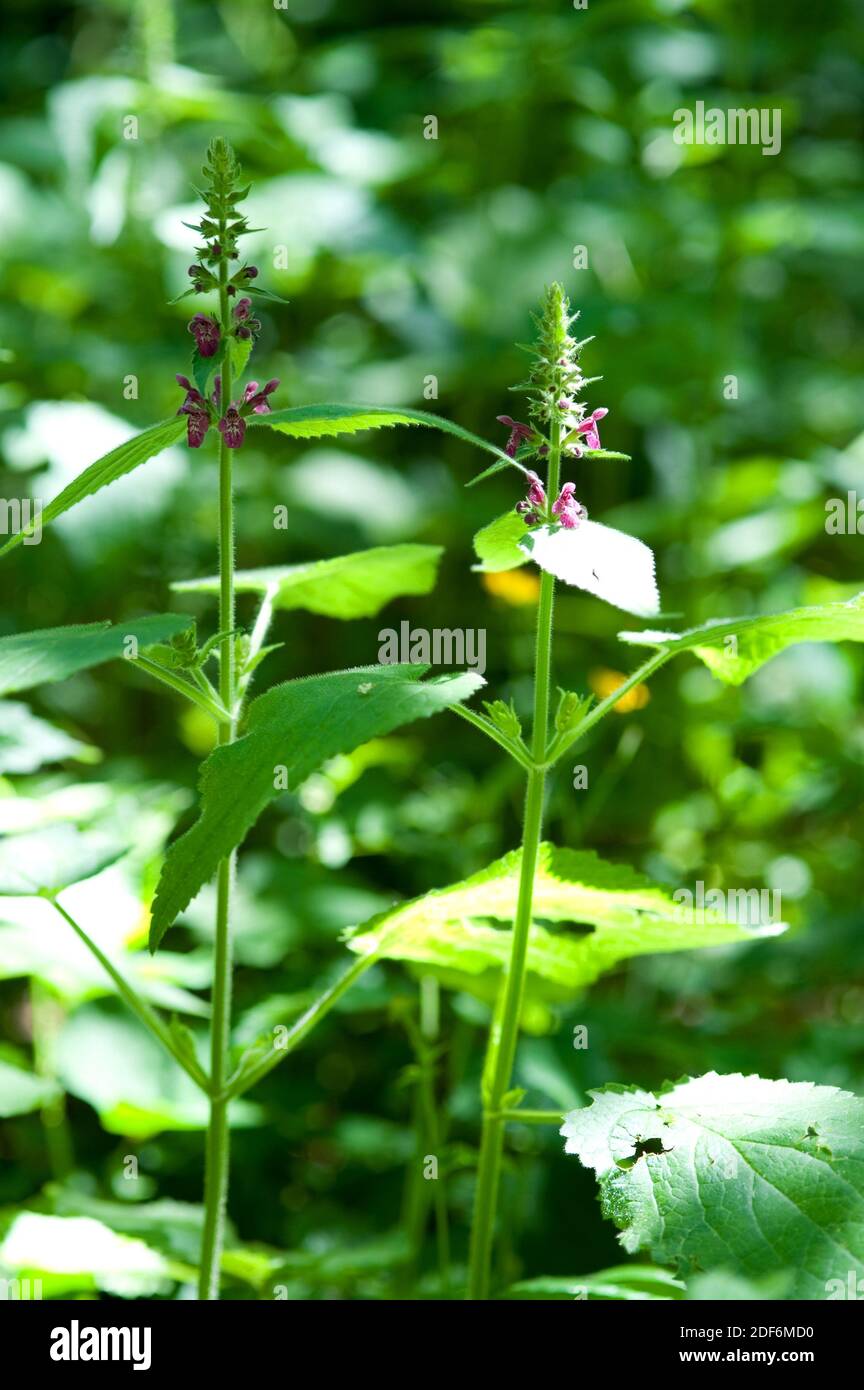 Hedge woundwort (Stachys sylvatica) is a perennial herb native to Europe and western Asia. This photo was taken in Montseny Biosphere Reserve, Stock Photo
