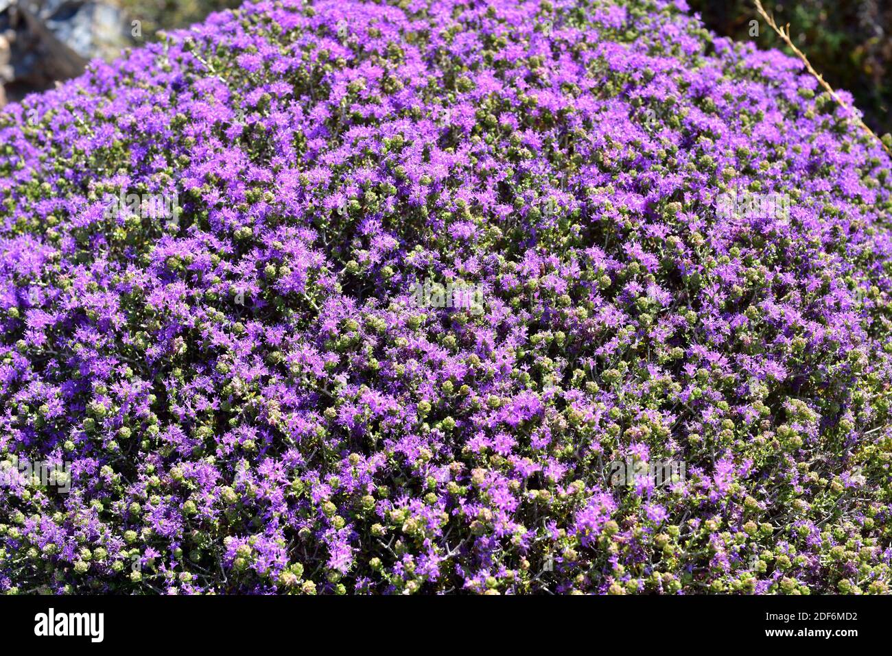Spanish oregano (Thymus capitatus, Thymbra capitata or Coridothymus
